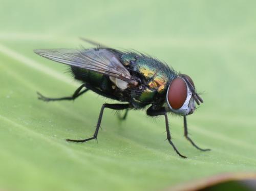 Lucilia sericata